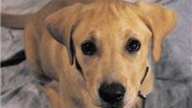 Analytical chemistry of canine follicular fluid completed with 2D-PAGE and MS