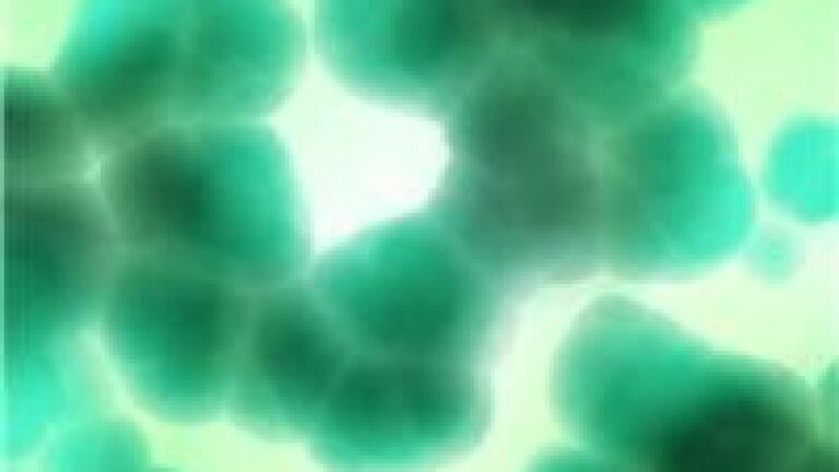 PFGE used in quantitative analysis of Campylobacter jejuni