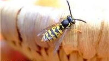 LC-MS used to analyse wasp venom composition