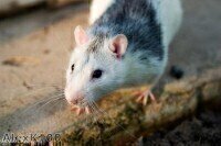 Quantitative analysis of mouse saliva indicates impact of tannins