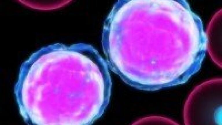 Analytical chemistry links ZEA with leukaemic cell apoptosis