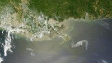 Trace elements of dispersants 'found in Gulf of Mexico marine life'
