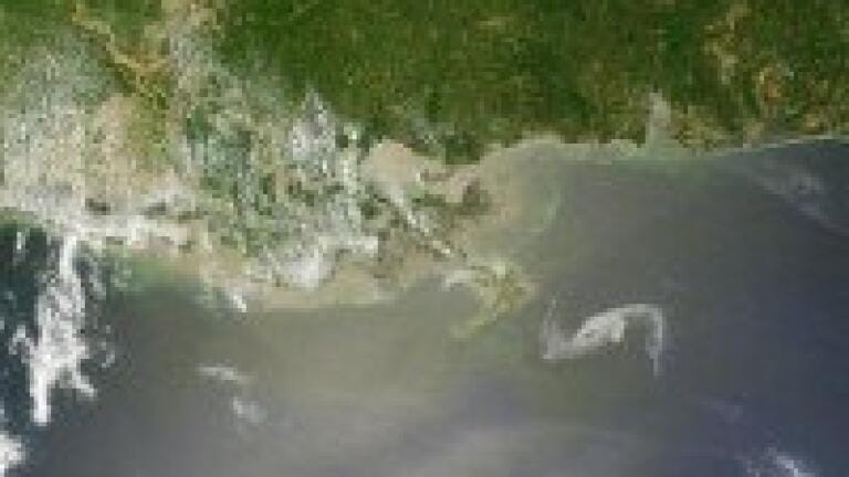 Trace elements of dispersants 'found in Gulf of Mexico marine life'