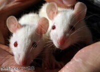 HPLC analyses milk proteins in mice