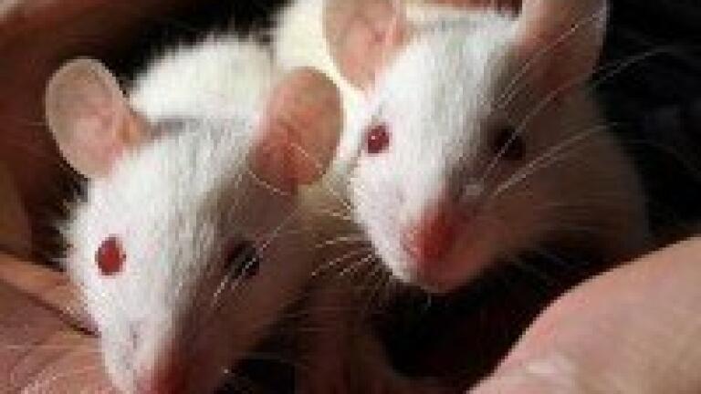 HPLC analyses milk proteins in mice