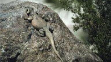 Analytical chemistry looks into microsatellite amplification in lizards