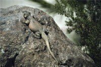 Analytical chemistry looks into microsatellite amplification in lizards