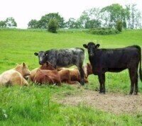 Quantitative analysis indicates differences in infected cattle urine
