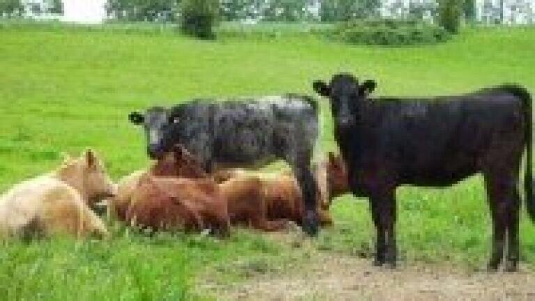 Quantitative analysis indicates differences in infected cattle urine