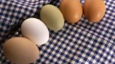MS proteomics reveals biologically active substances in egg whites