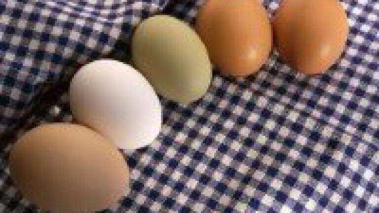 MS proteomics reveals biologically active substances in egg whites
