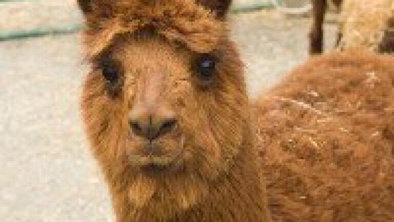 Fast-protein liquid chromatography isolates ovulation-inducing factor in llama semen