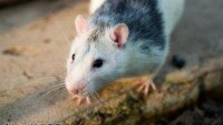 Biologically active substances in mice show promise for tumour therapy