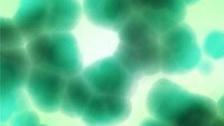 E faecalis analysis reveals 'landscape' of biologically active substances