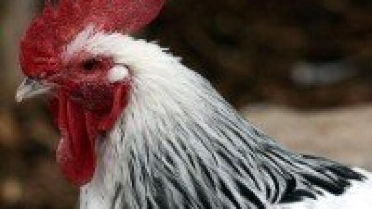Biochemistry of chicken CA-II analysed with column chromatography