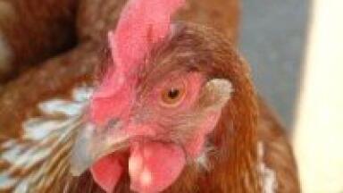 Electrophoresis used in quantitative analysis of IBD in chickens