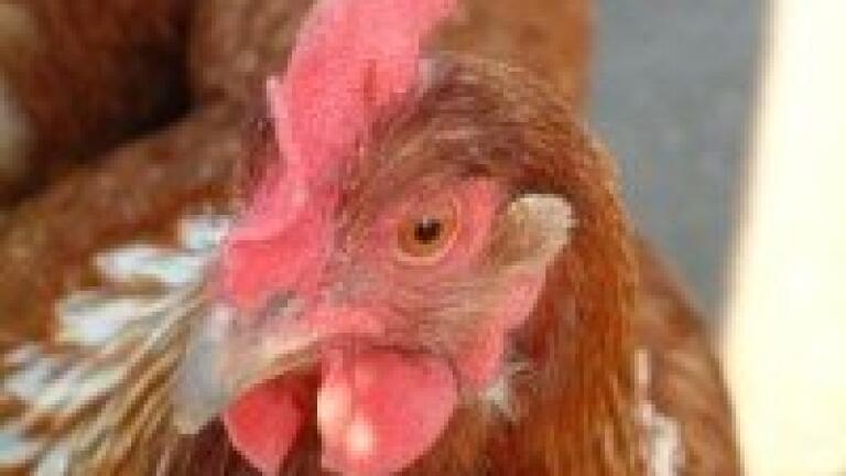 Electrophoresis used in quantitative analysis of IBD in chickens