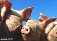 Analytical chemistry reveals serum change in CSFV-infected pigs