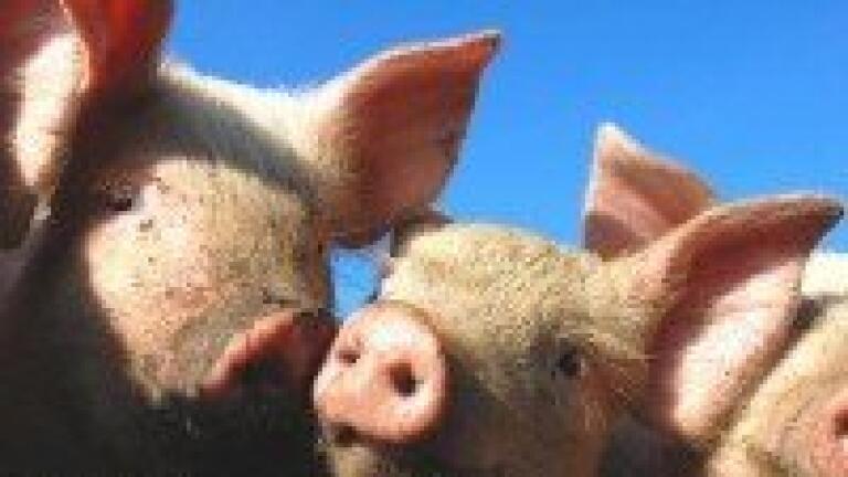 Analytical chemistry reveals serum change in CSFV-infected pigs