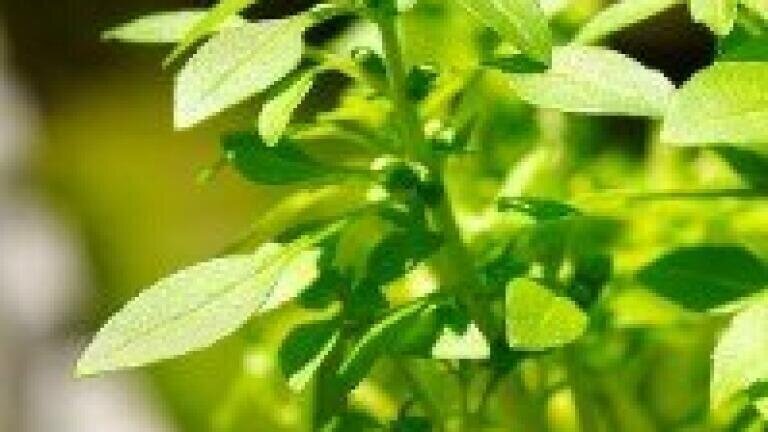Plant growth analysed with liquid chromatography