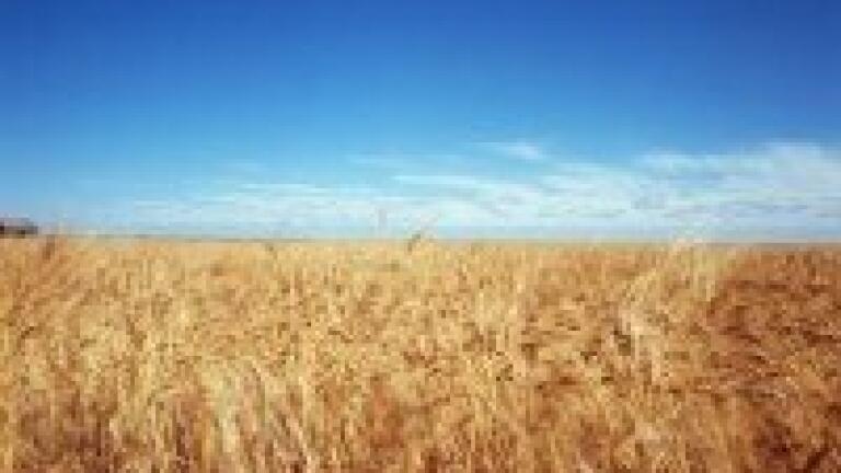 Control for anthracnose disease investigated with HPLC