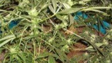TLC used to identify cannabinoids in marijuana testing service