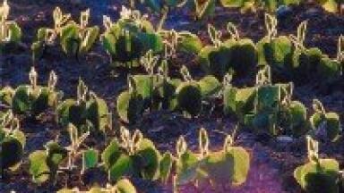 Scientists isolate novel active peptides from soy protein