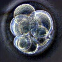Scientists discover proteins useful to the study of infertility  