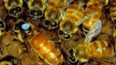 Analytical chemistry used in propolis study