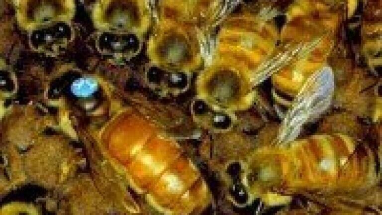 Analytical chemistry used in propolis study