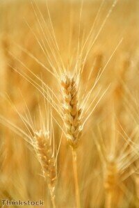 Inhibitor genes have been identified in wheat