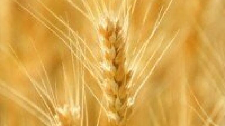 Inhibitor genes have been identified in wheat