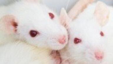 HPLC-MS used in cholesterol study