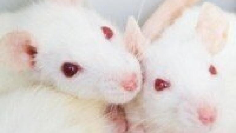 HPLC-MS used in cholesterol study