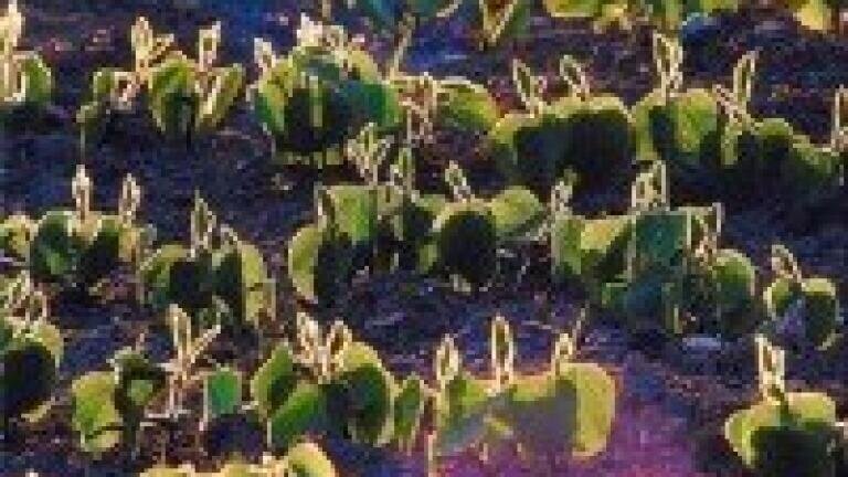 Important proteins in soybean infections identified