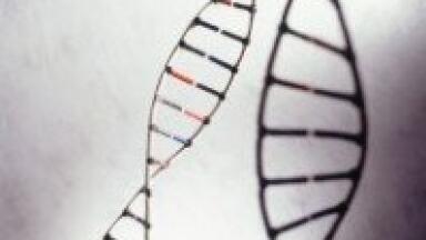 DNA secondary structure is influenced by genetic variation