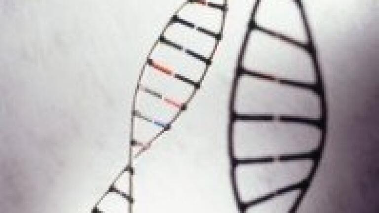 DNA secondary structure is influenced by genetic variation