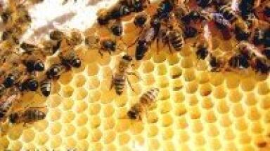 Quantitative analysis used in honey bee study