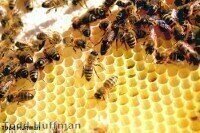 Quantitative analysis used in honey bee study