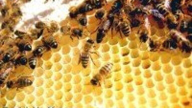 Quantitative analysis used in honey bee study
