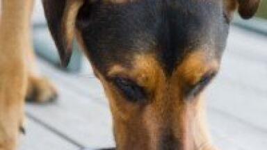 GC used to improve dogs' dinner