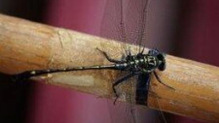Quantitative analysis used for insecticide resistance study