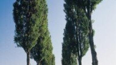 Analysis of dormant terminal buds of poplar trees