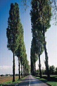Analysis of dormant terminal buds of poplar trees
