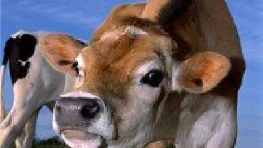 LCMS used in bovine study