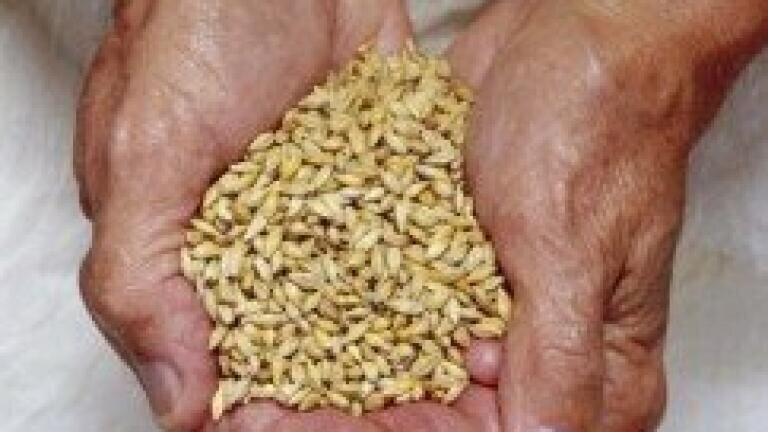 New technique adopted for analysing cereal grains