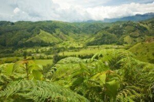 Trace elements key to nutrient cycle in tropical forests  