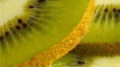 New Zealand kiwifruit industry threatened by PSA virus