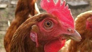 US state bans arsenic in chicken feed after food analysis