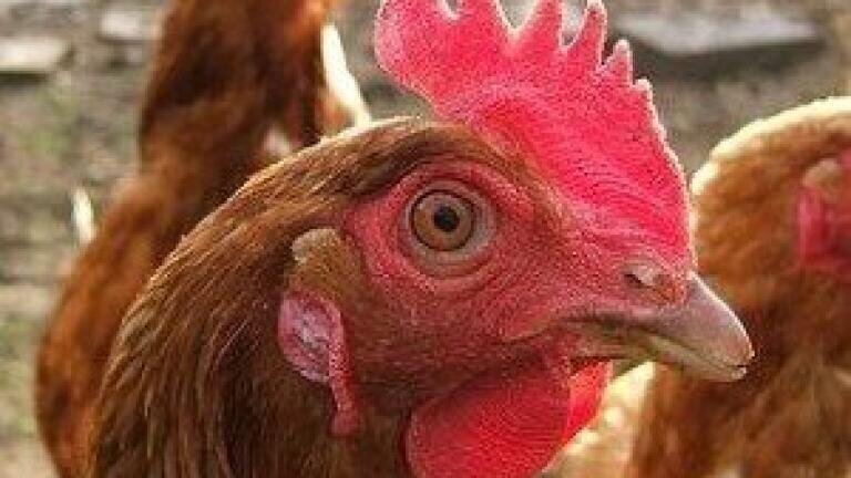 US state bans arsenic in chicken feed after food analysis